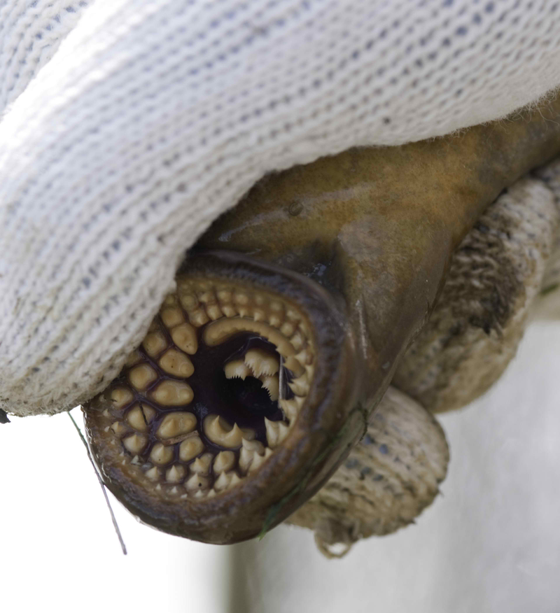 Illustration for article titled Watch an entire tub full of lampreys going crazy